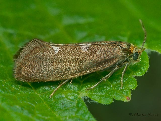  08.001 Incurvaria pectinea female Copyright Martin Evans 