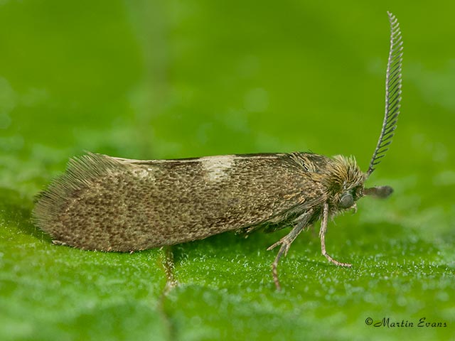  08.001 Incurvaria pectinea male Copyright Martin Evans 