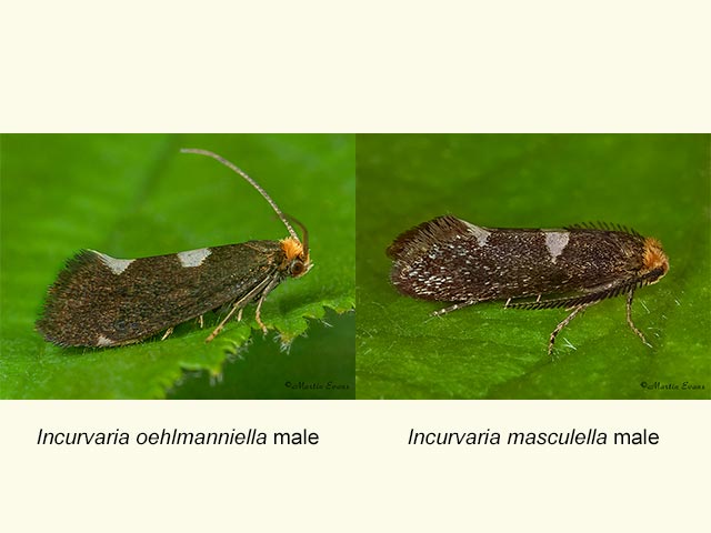  08.003 Incurvaria oehlmanniella male & Incurvaria masculella male Copyright Martin Evans 