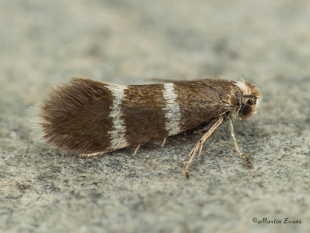  08.005 Phylloporia bistrigella Copyright Martin Evans 