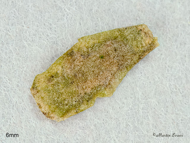  08.006 Simacauda dicommatias case 6mm Copyright Martin Evans 
