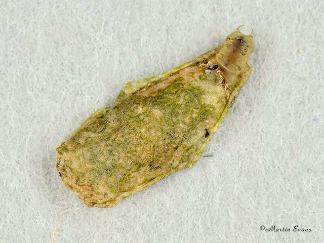  08.006 Simacauda dicommatias case 6mm Copyright Martin Evans 