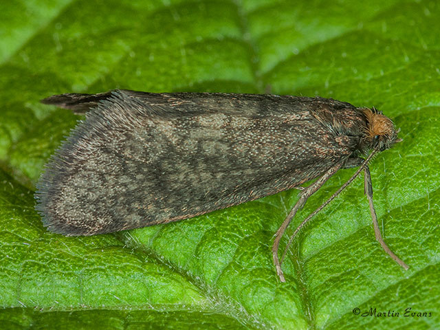  11.006 Taleporia tubulosa Copyright Martin Evans 
