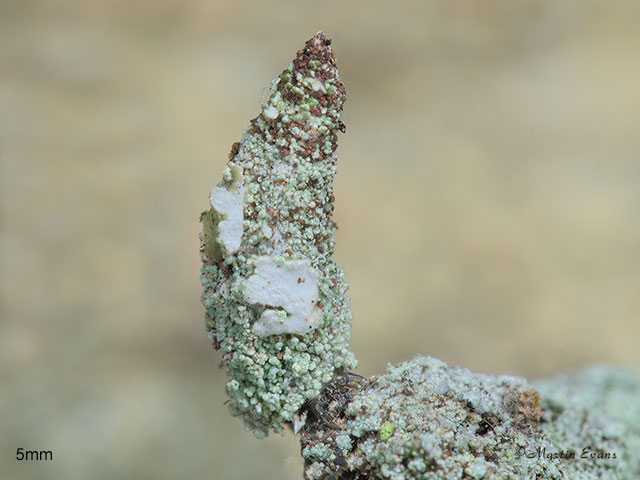  11.009 Luffia lapidella larva 5mm Copyright Martin Evans 