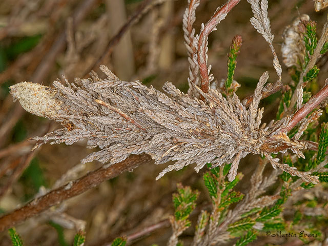  11.017 Pachythelia villosella larval case Copyright Martin Evans 