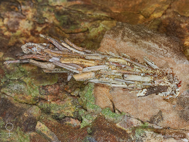  11.017 Pachythelia villosella female larval case 42mm Copyright Martin Evans 