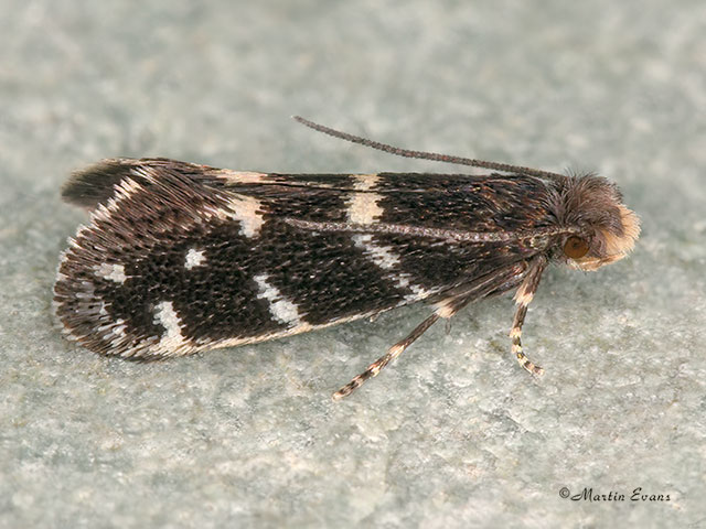  12.006 Infurcitinea argentimaculella Copyright Martin Evans 