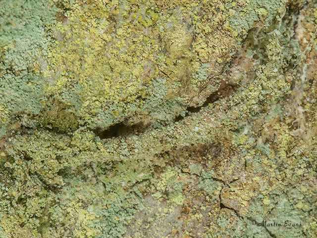  12.006 Infurcitinea argentimaculella case Copyright Martin Evans 