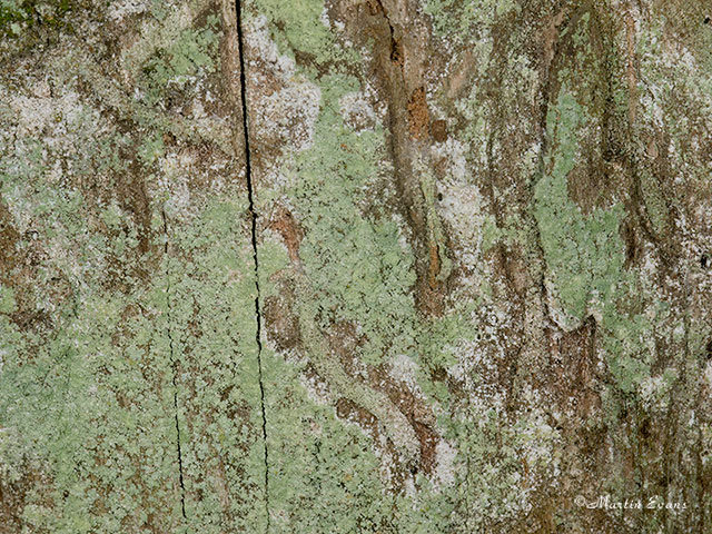  12.006 Infurcitinea argentimaculella cases Copyright Martin Evans 