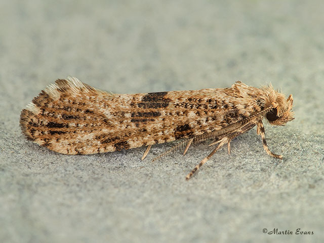  12.010 Morophaga choragella Copyright Martin Evans 