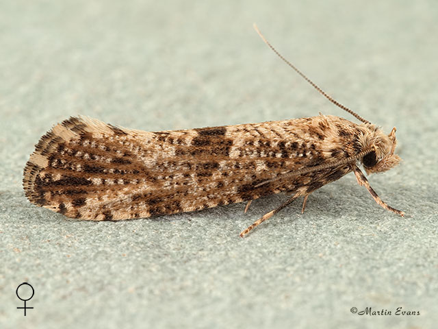  12.010 Morophaga choragella female Copyright Martin Evans 