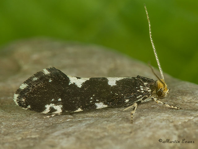  12.011 Triaxomera fulvimitrella Copyright Martin Evans 