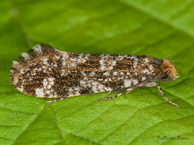  12.012 Triaxomera parasitella Copyright Martin Evans 