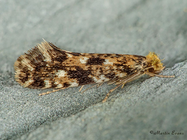  12.016 Nemapogon cloacella Copyright Martin Evans 