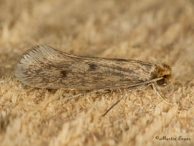  12.027 pellionella Copyright Martin Evans 
