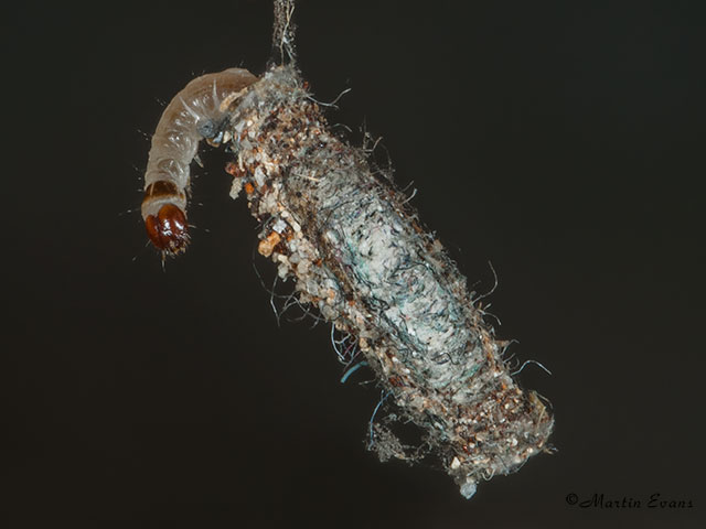  12.027 Tinea pellionella larva Copyright Martin Evans 
