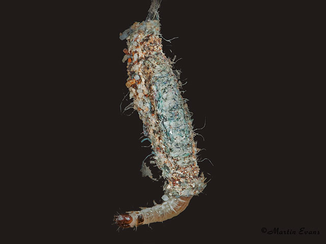  12.027 Tinea pelloniella larva Copyright Martin Evans 