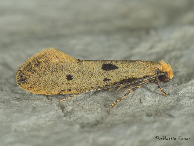  12.033 Tinea trinotella Copyright Martin Evans 