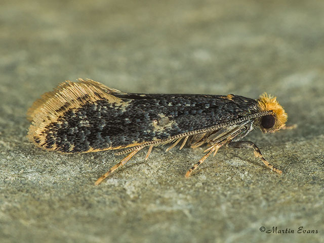  12.037 Monopis weaverella Copyright Martin Evans 