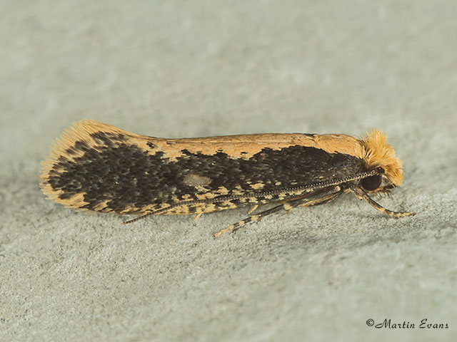  12.038 Monopis obviella Copyright Martin Evans 