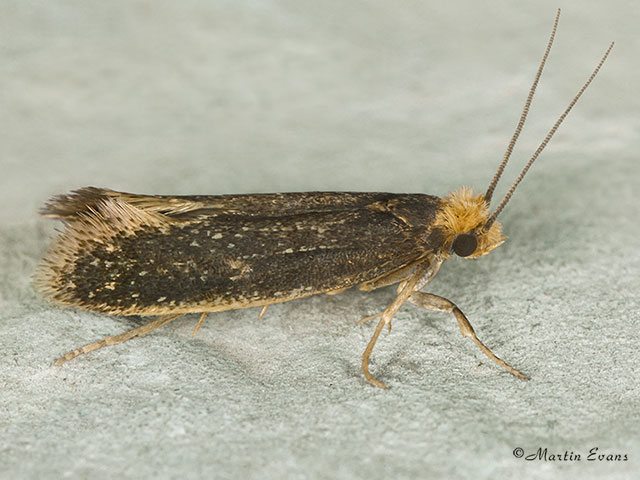  12.040 Monopis imella Copyright Martin Evans 