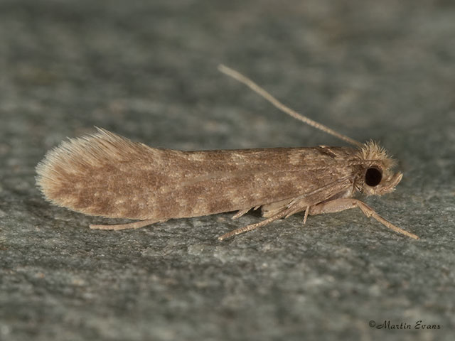  12.044 Haplotinea insectella Copyright Martin Evans 
