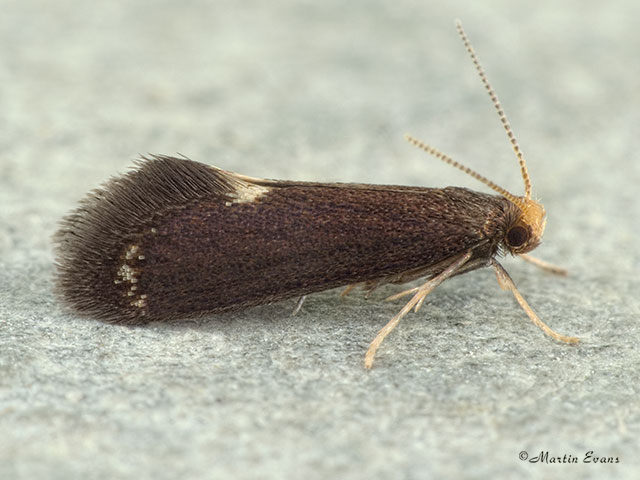  12.048 Psychoides filicivora Copyright Martin Evans 