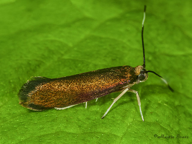  13.002 Roeslerstammia erxlebella Copyright Martin Evans 
