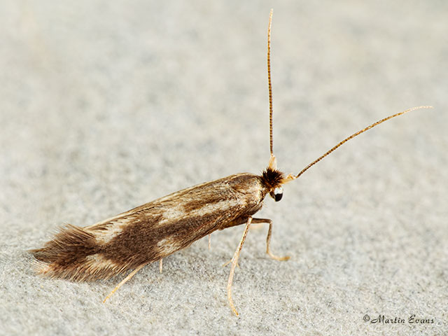  14.002 Bucculatrix nigricomella Copyright Martin Evans 