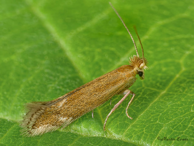  14.003 Bucculatrix maritima Copyright Martin Evans 