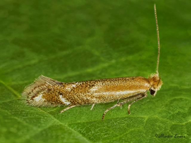  14.003 Bucculatrix maritima Copyright Martin Evans 