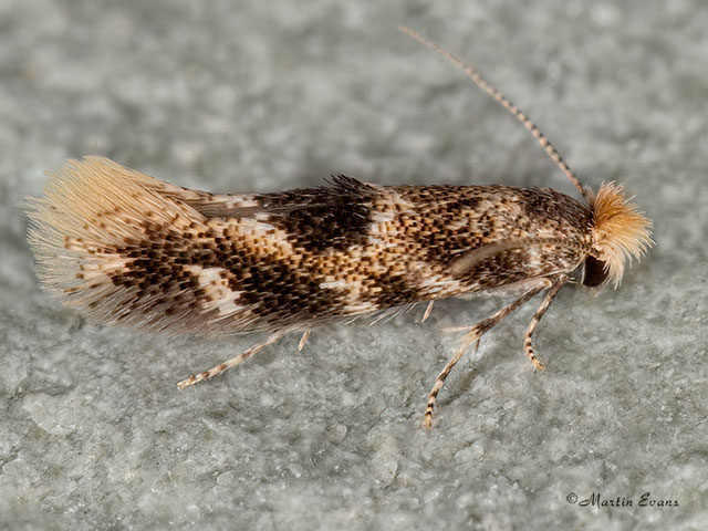  14.010 Bucculatrix ulmella Copyright Martin Evans 