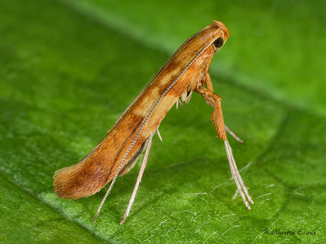  15.005 Caloptilia betulicola Copyright Martin Evans 