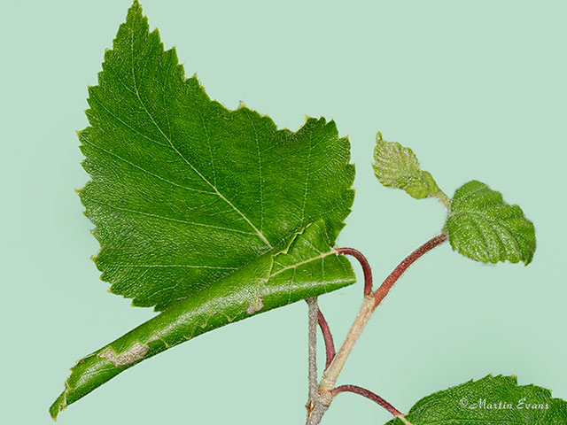  15.005 Caloptilia betulicola larval leaf roll Copyright Martin Evans 