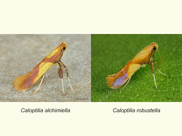  15.008 Caloptilia alchimiella and Caloptilia robustella Copyright Martin Evans 