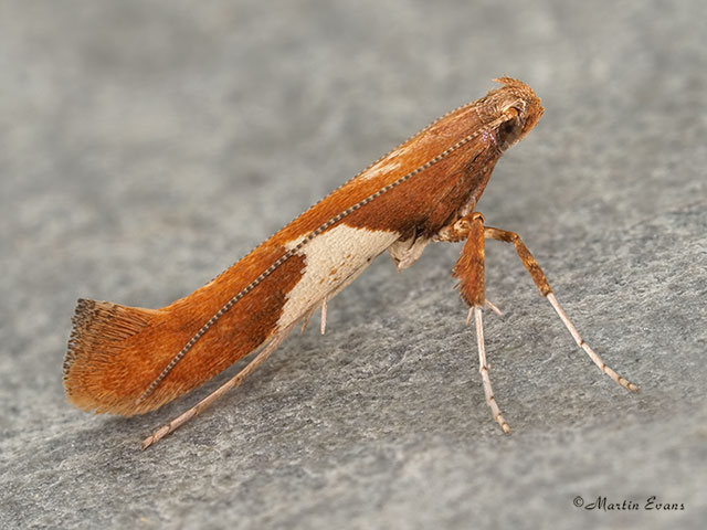  15.010 Caloptilia stigmatella Copyright Martin Evans 