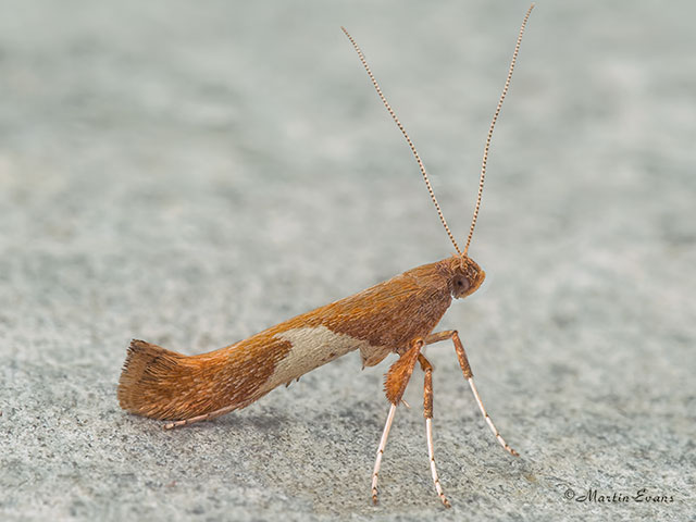  15.010 Caloptilia stigmatella Copyright Martin Evans 