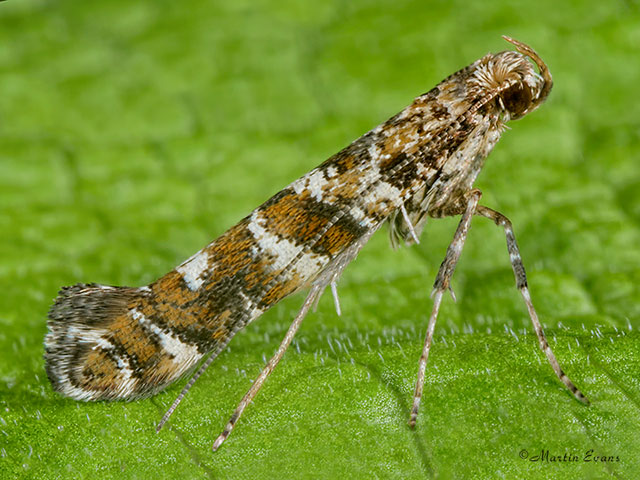  15.014 Gracillaria syringella Copyright Martin Evans 