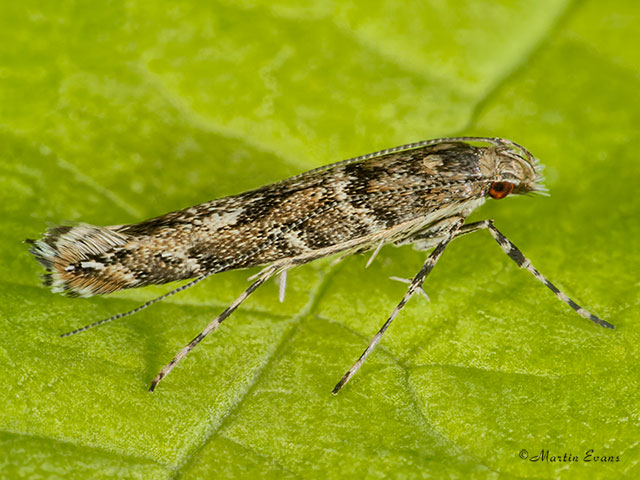  15.019 Acrocercops brongniardella Copyright Martin Evans 