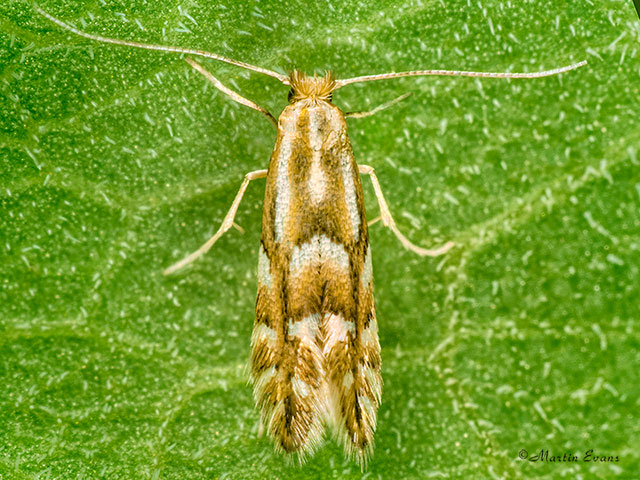  15.063  Phyllonorycter maestingella dorsal view Copyright Martin Evans 