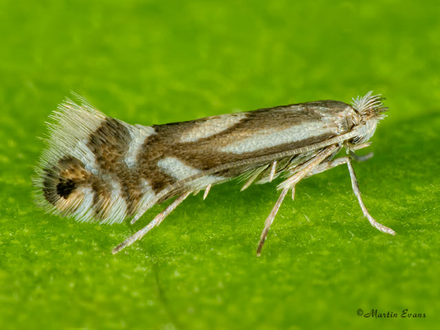  15.067 Phyllonorycter rajella Copyright Martin Evans 