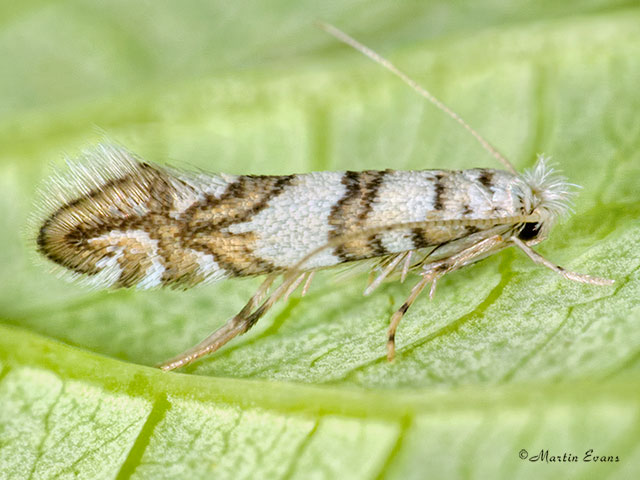  15.085 Phyllonorycter joannisi Copyright Martin Evans 