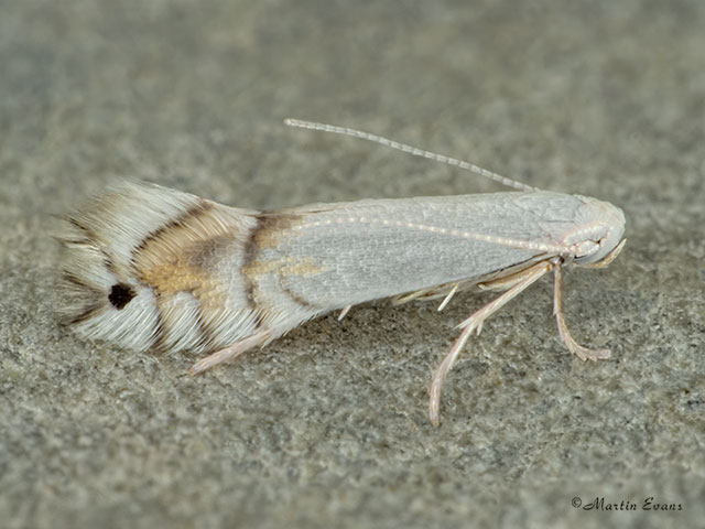  15.092 Phyllocnistis unipunctella Copyright Martin Evans 