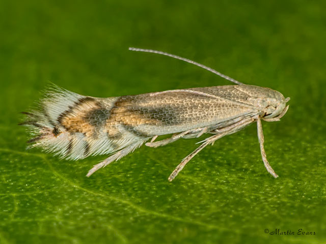 15.092 Phyllocnistis unipunctella Copyright Martin Evans 