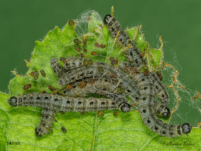  16.003 Yponomeuta malinellus Apple Ermine larvae 14mm Copyright Martin Evans 