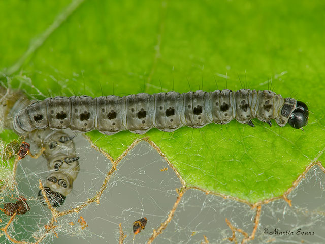  16.003 Yponomeuta malinellus Apple Ermine larva 14mm Copyright Martin Evans 