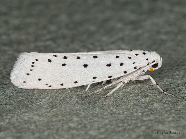 16.004 Yponomeuta cagnagella Spindle Ermine Copyright Martin Evans 