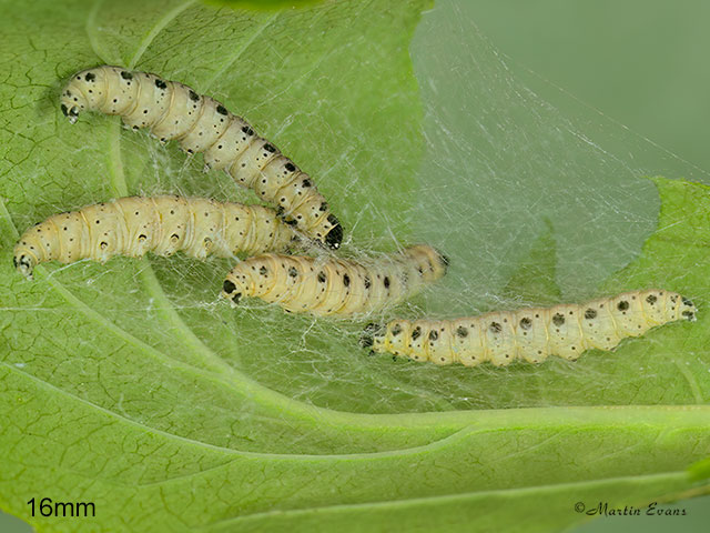  16.004 Yponomeuta cagnagella Spindle Ermine larva 16mm Copyright Martin Evans 
