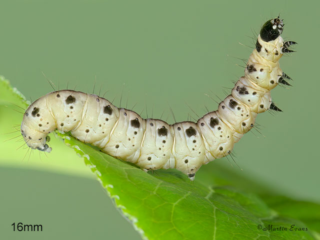  16.004 Yponomeuta cagnagella Spindle Ermine larva 16mm Copyright Martin Evans 