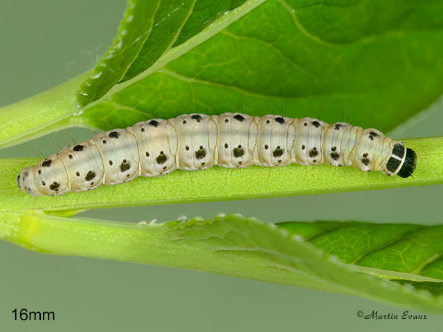  16.004 Yponomeuta cagnagella Spindle Ermine larva 16mm Copyright Martin Evans 